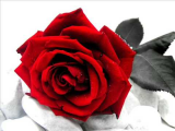Rosa rossa 2
